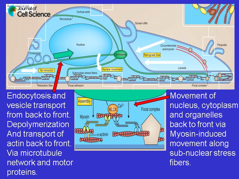 Endocytosis and vesicle transport from back to front. Depolymerization And transport of actin Endocytosis and vesicle transport from back to front. Depolymerization And transport of actin